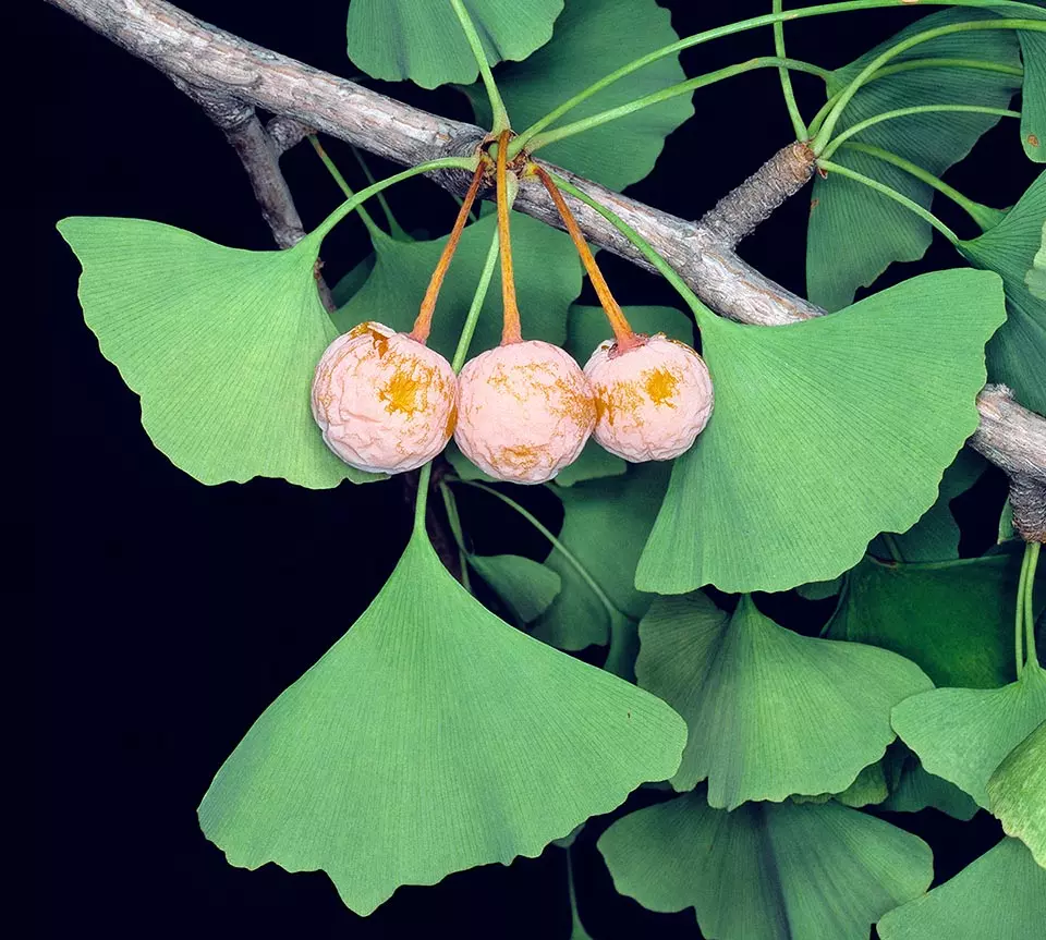 GINKGO ESTRATTO IDROENZIMATICO - immagine 2