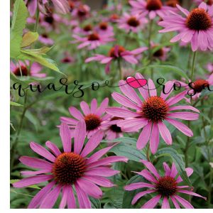 ECHINACEA ESTRATTO IDROENZIMATICO