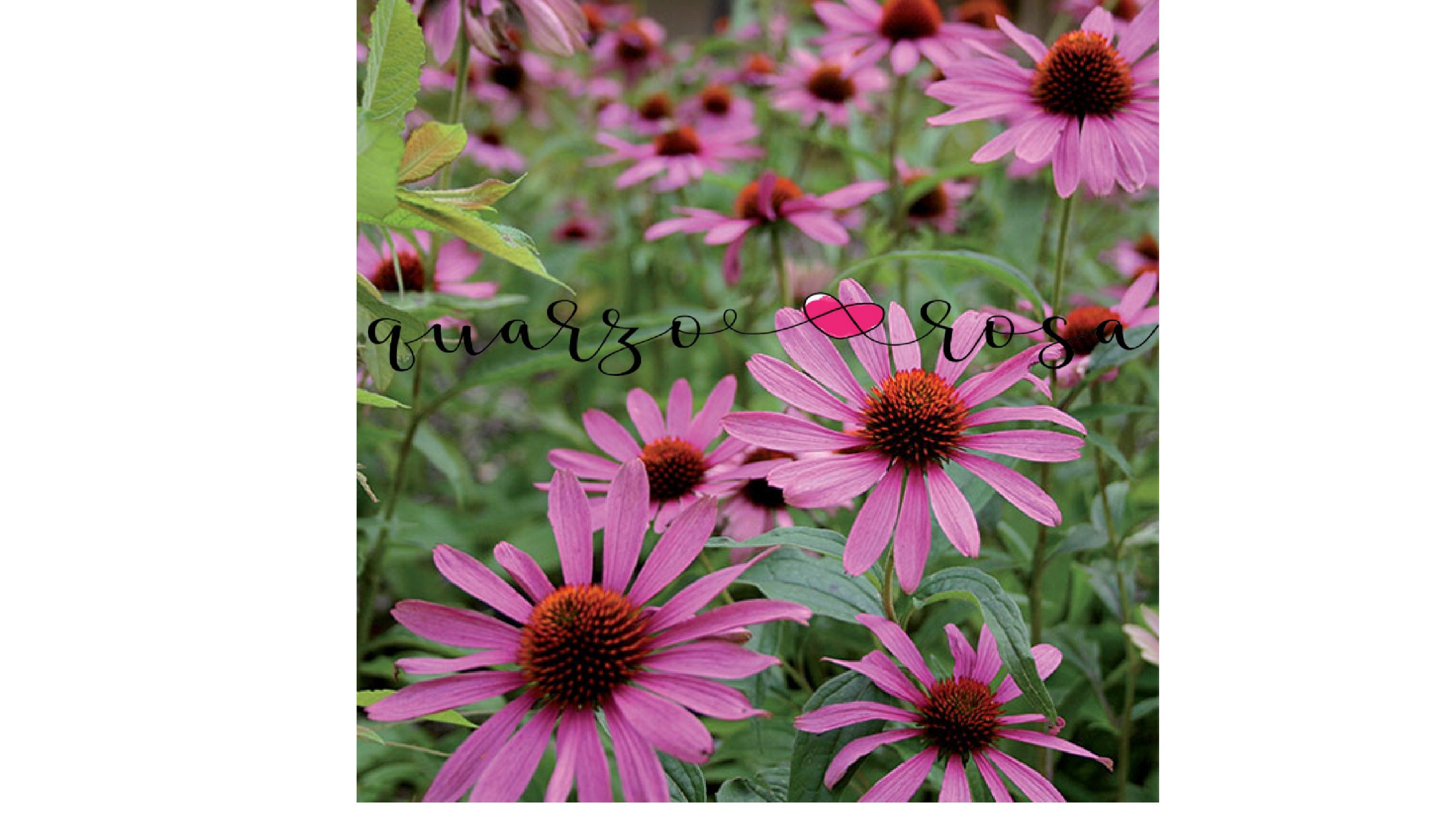 ECHINACEA ESTRATTO IDROENZIMATICO