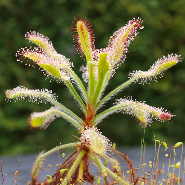 DROSERA ESTRATTO IDROENZIMATICO - immagine 2