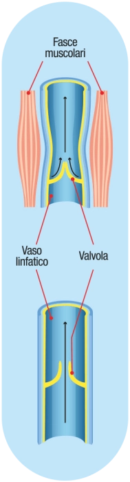 VITALINFATIC 1000 - immagine 3